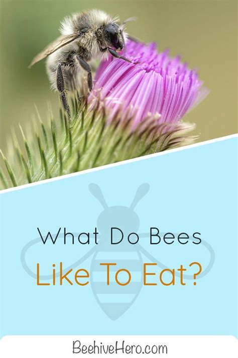 What Do Bees Eat For Food?